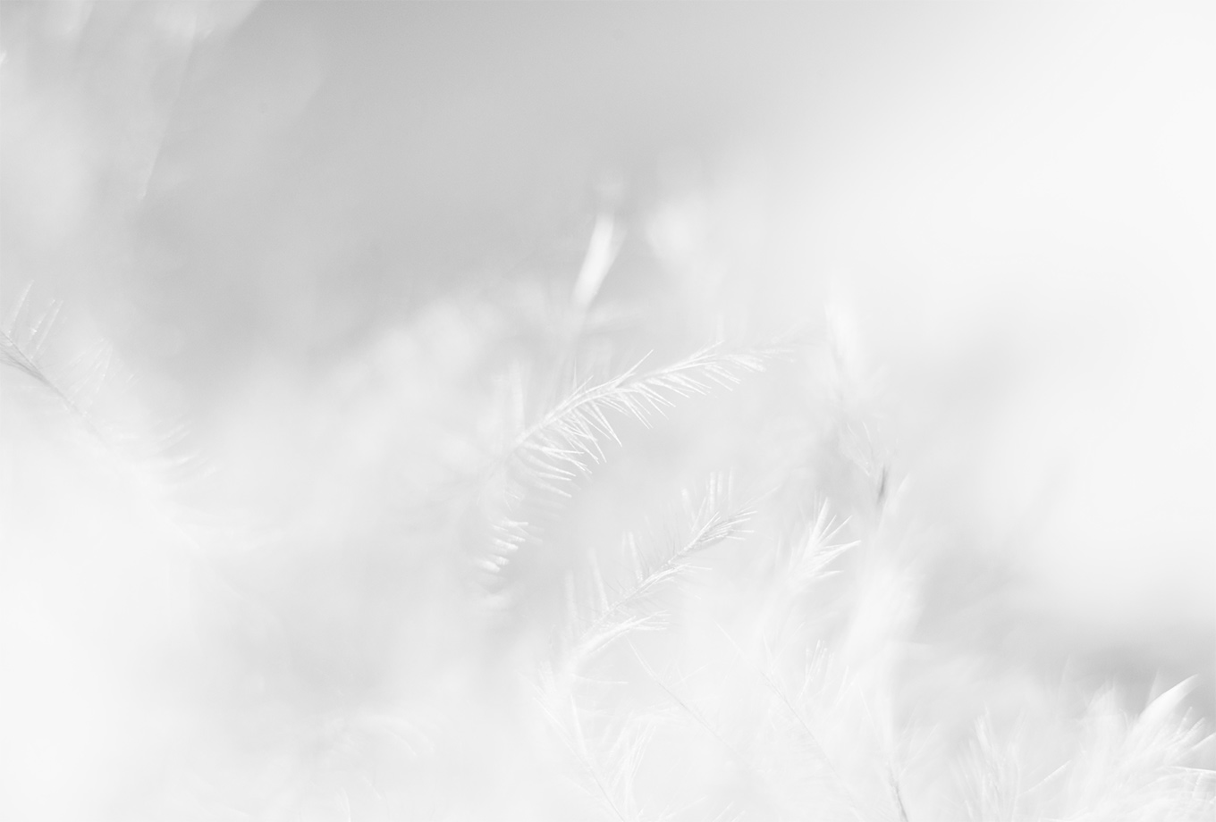 Banner 1